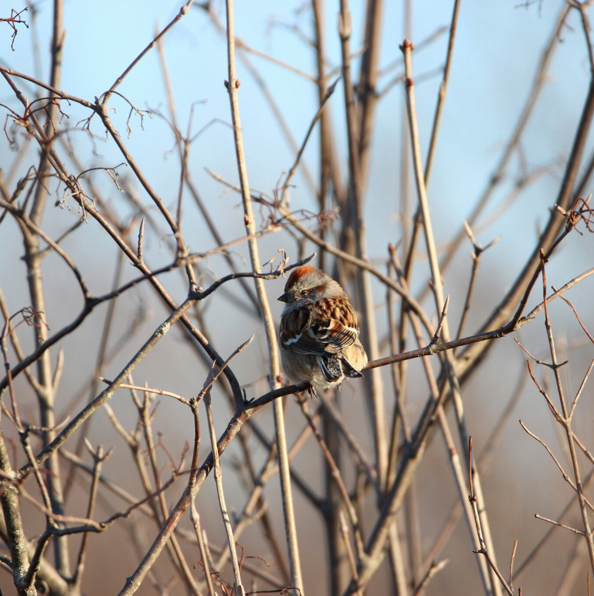 American Tree Sparrow - ML215858351