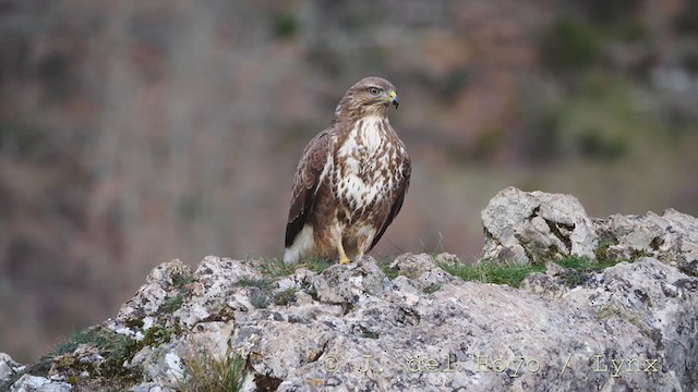 Common Buzzard - ML215859161