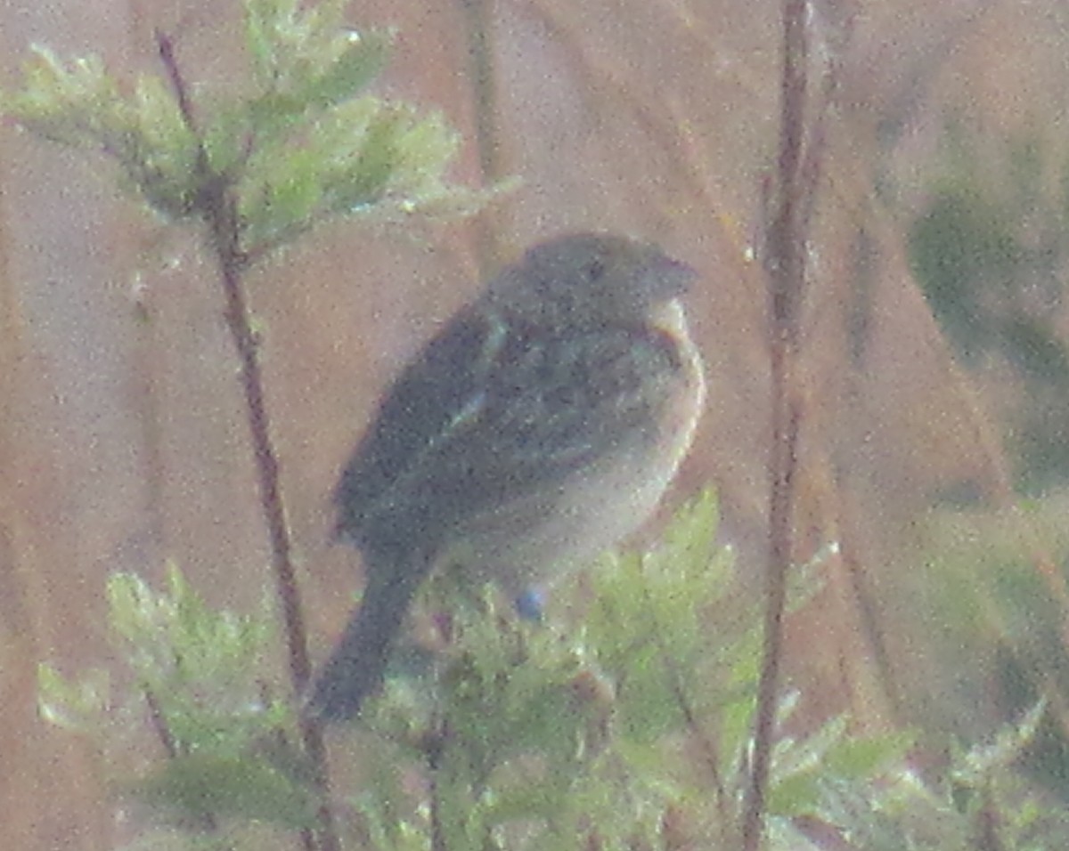 Grasshopper Sparrow - ML215859401