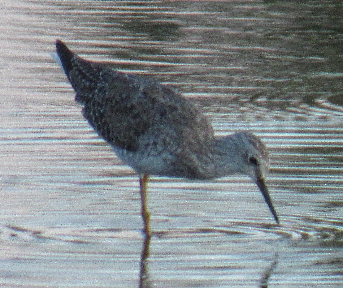 Lesser Yellowlegs - ML215859621