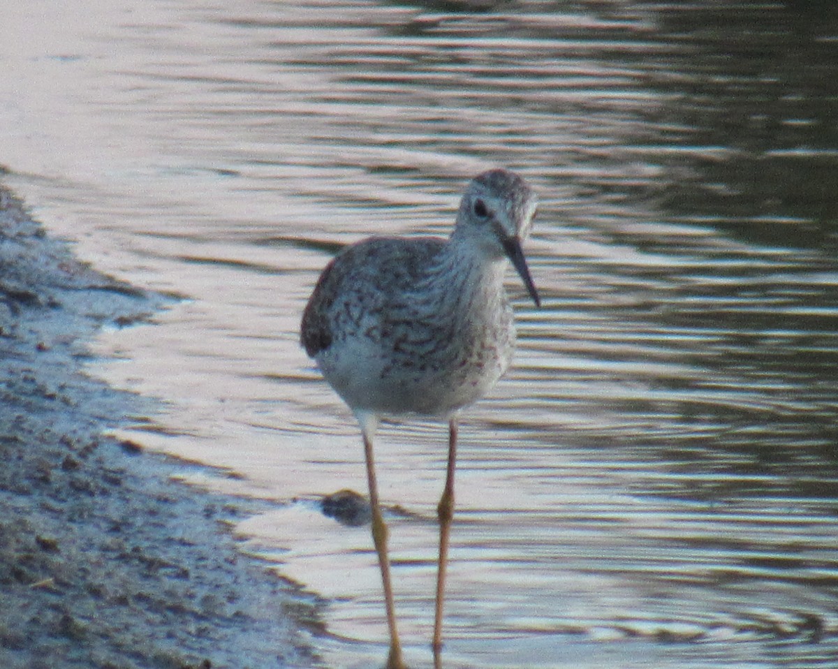 Lesser Yellowlegs - ML215859681