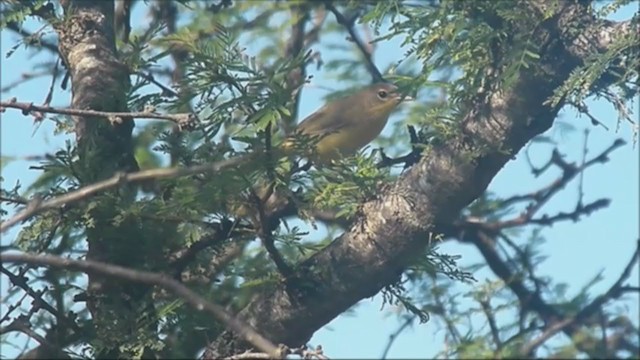 Southern Yellowthroat - ML215860171