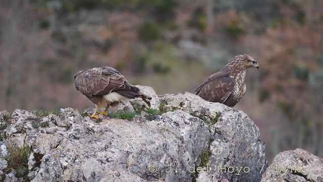 Common Buzzard - ML215861521