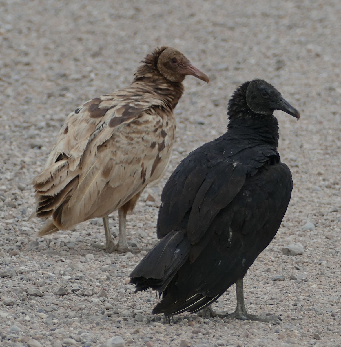 Black Vulture - Wendy McCrady