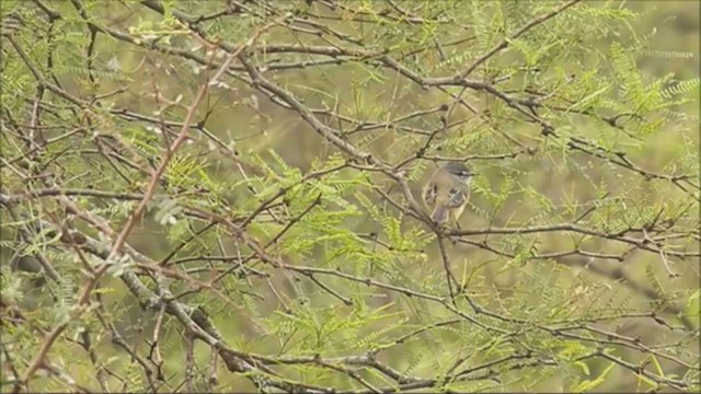 White-crested Tyrannulet (Sulphur-bellied) - ML215863291