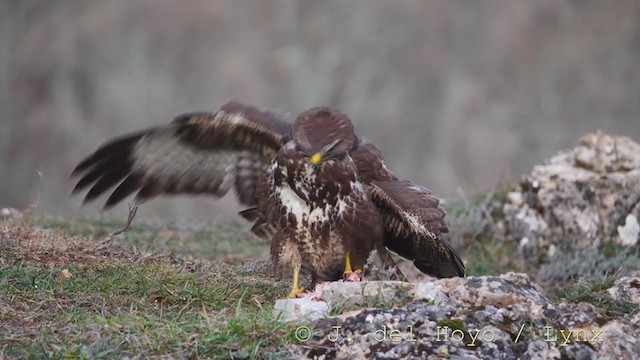 Common Buzzard - ML215863371