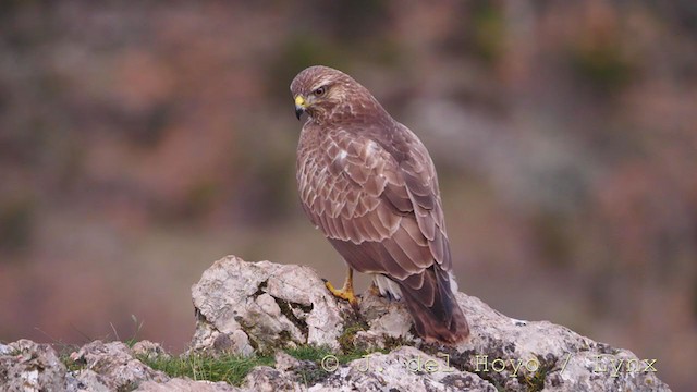 Common Buzzard - ML215864621