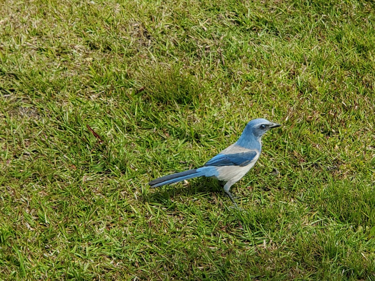 Florida Scrub-Jay - ML215864761