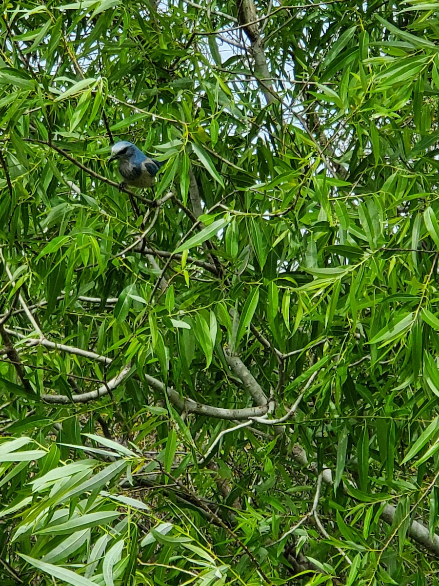 Florida Scrub-Jay - ML215864841