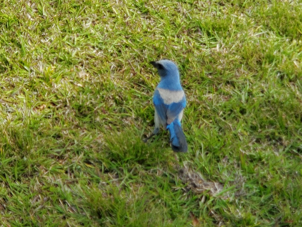 Florida Scrub-Jay - ML215864961