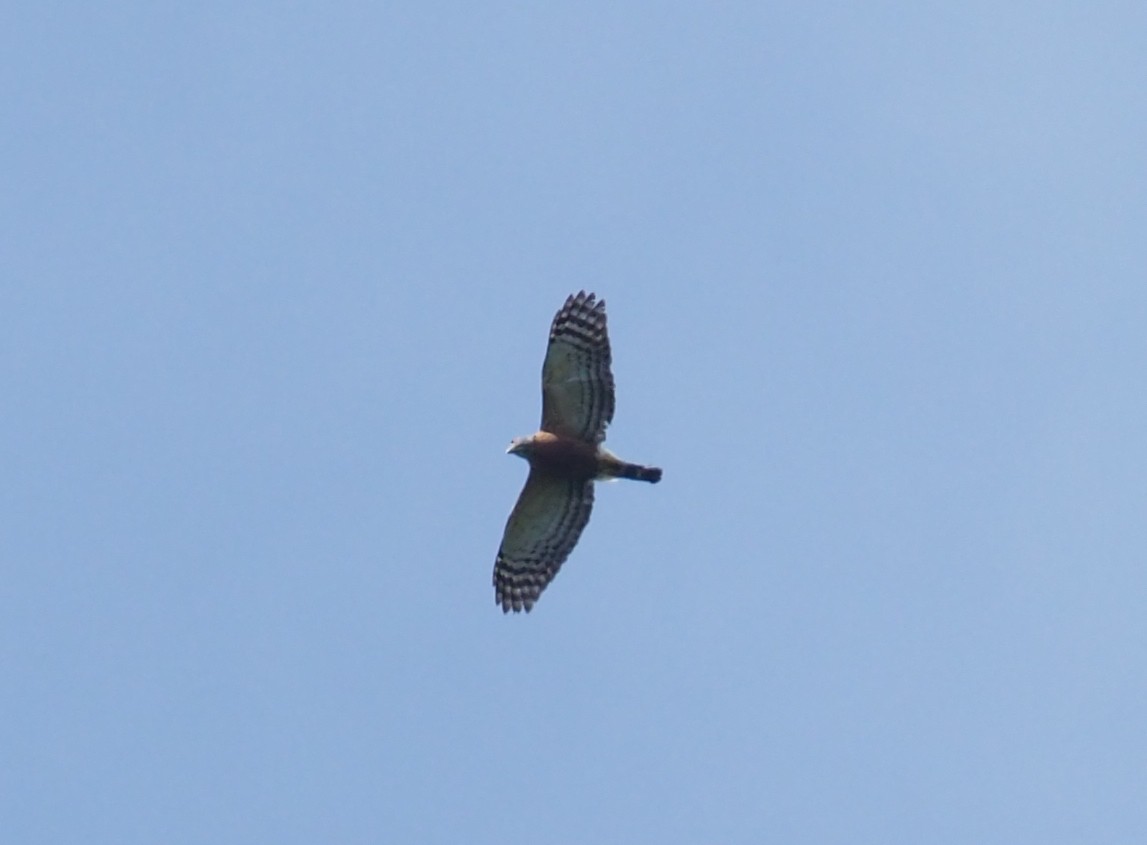 Double-toothed Kite - ML215865251