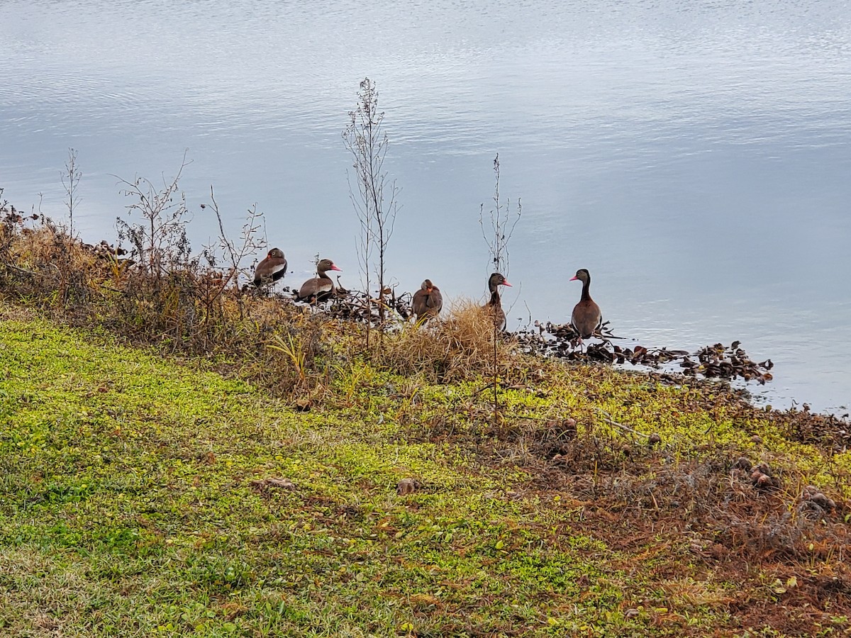 Black-bellied Whistling-Duck - ML215865291