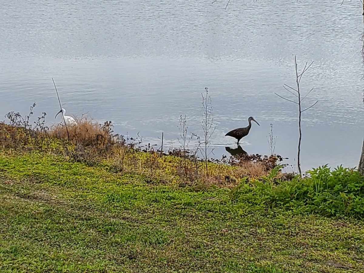 Limpkin - ML215865371