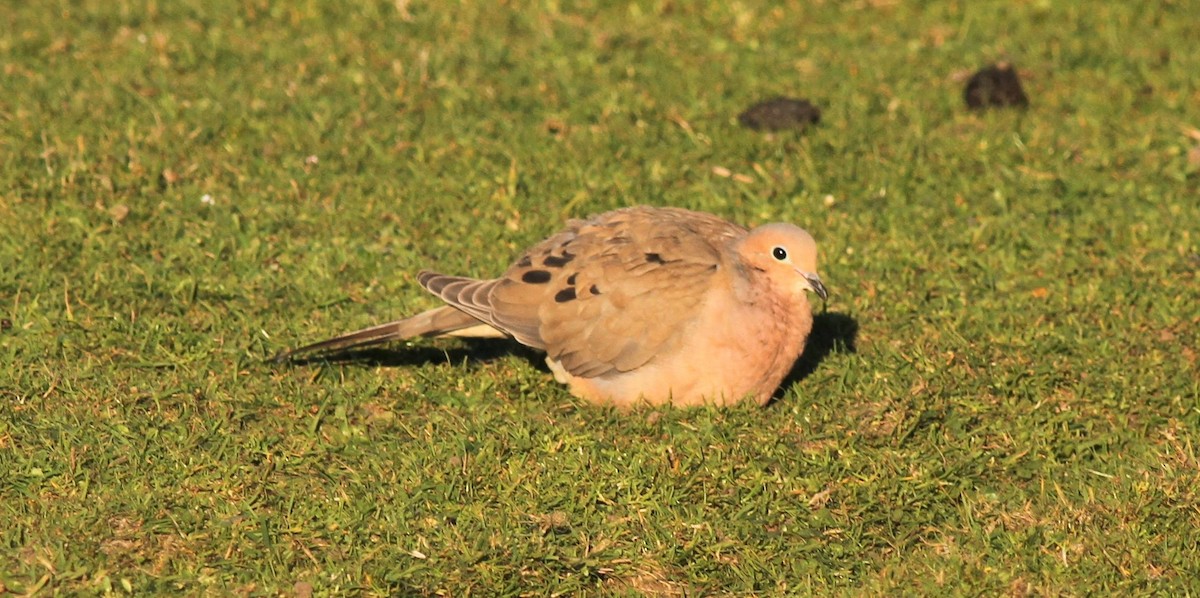 Mourning Dove - ML215865471