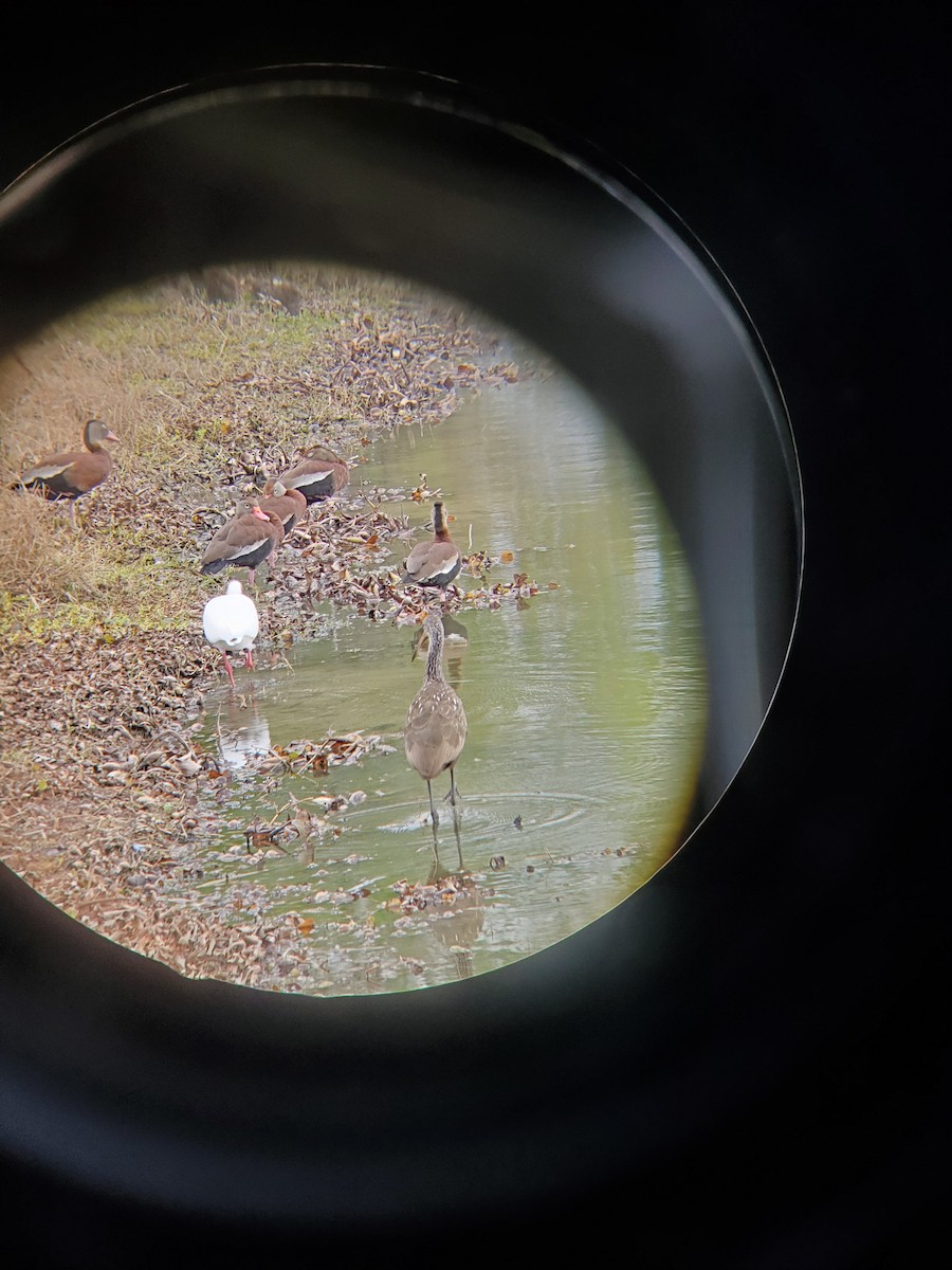 Black-bellied Whistling-Duck - ML215865521