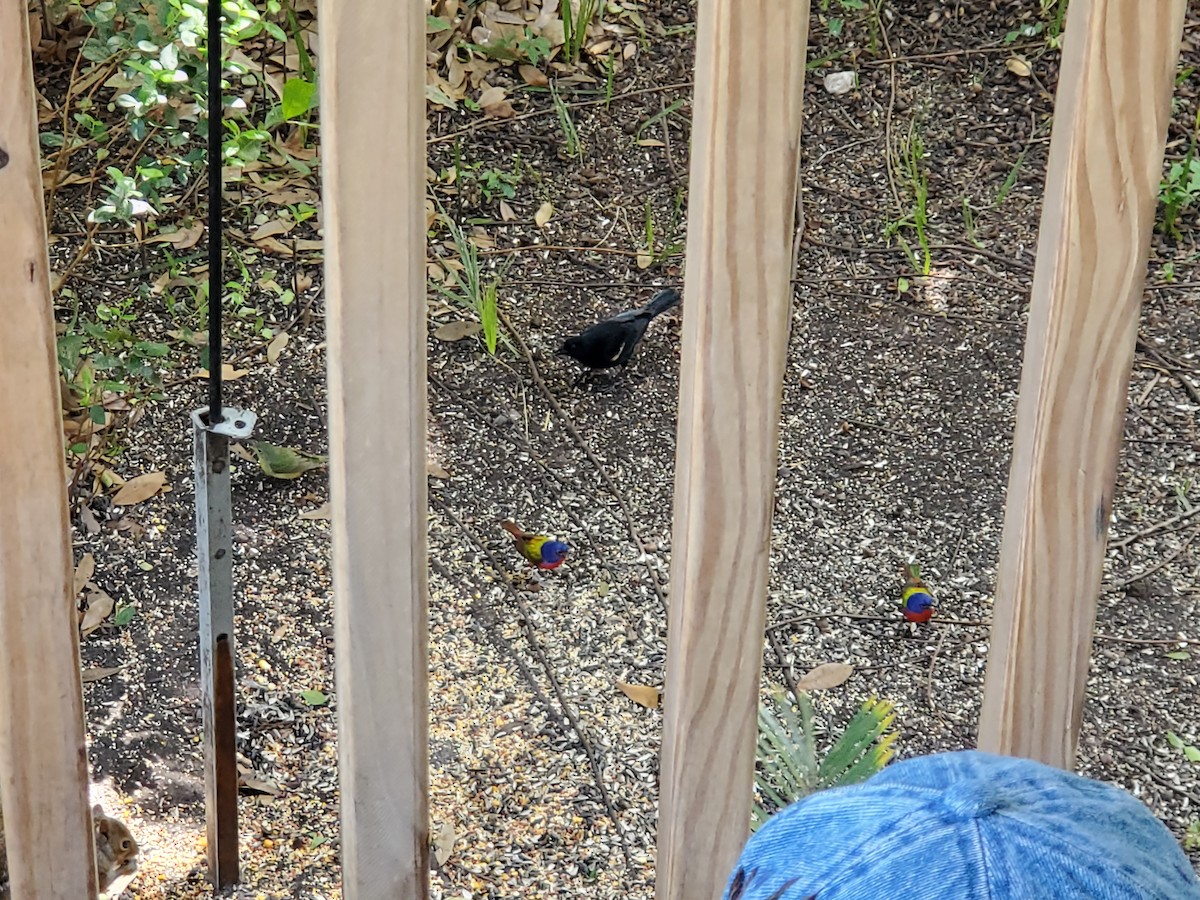 Painted Bunting - ML215865951