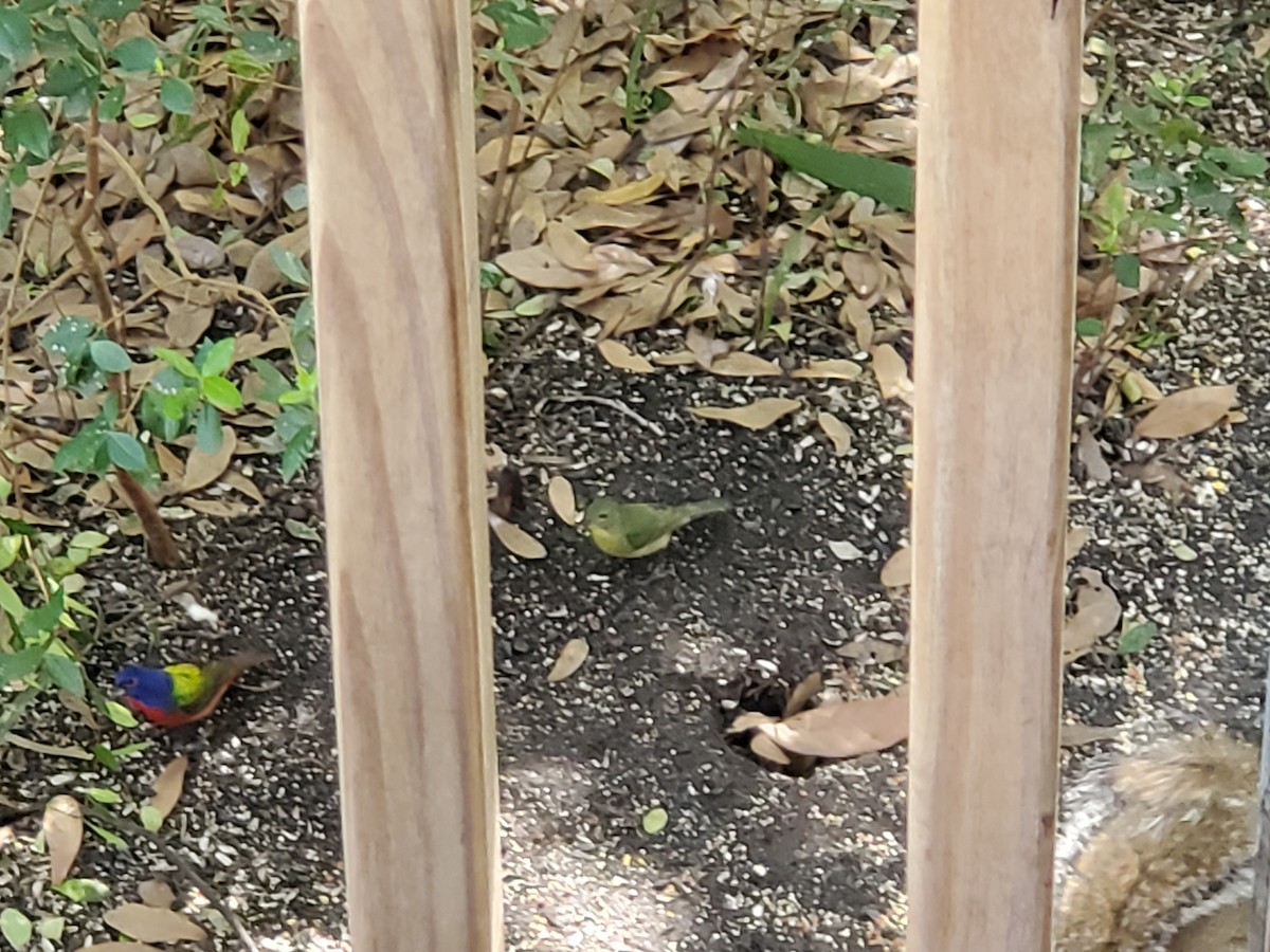 Painted Bunting - ML215866101