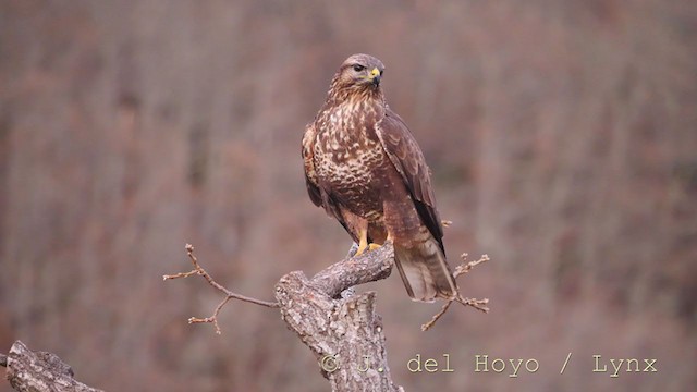 Common Buzzard - ML215866141