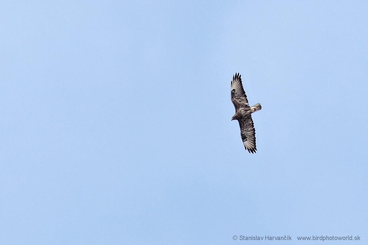 Mäusebussard (Kapverdenbussard) - ML215866231