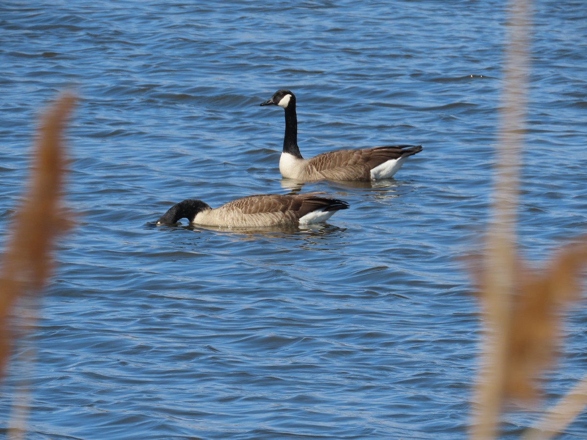 Canada Goose - ML215867141