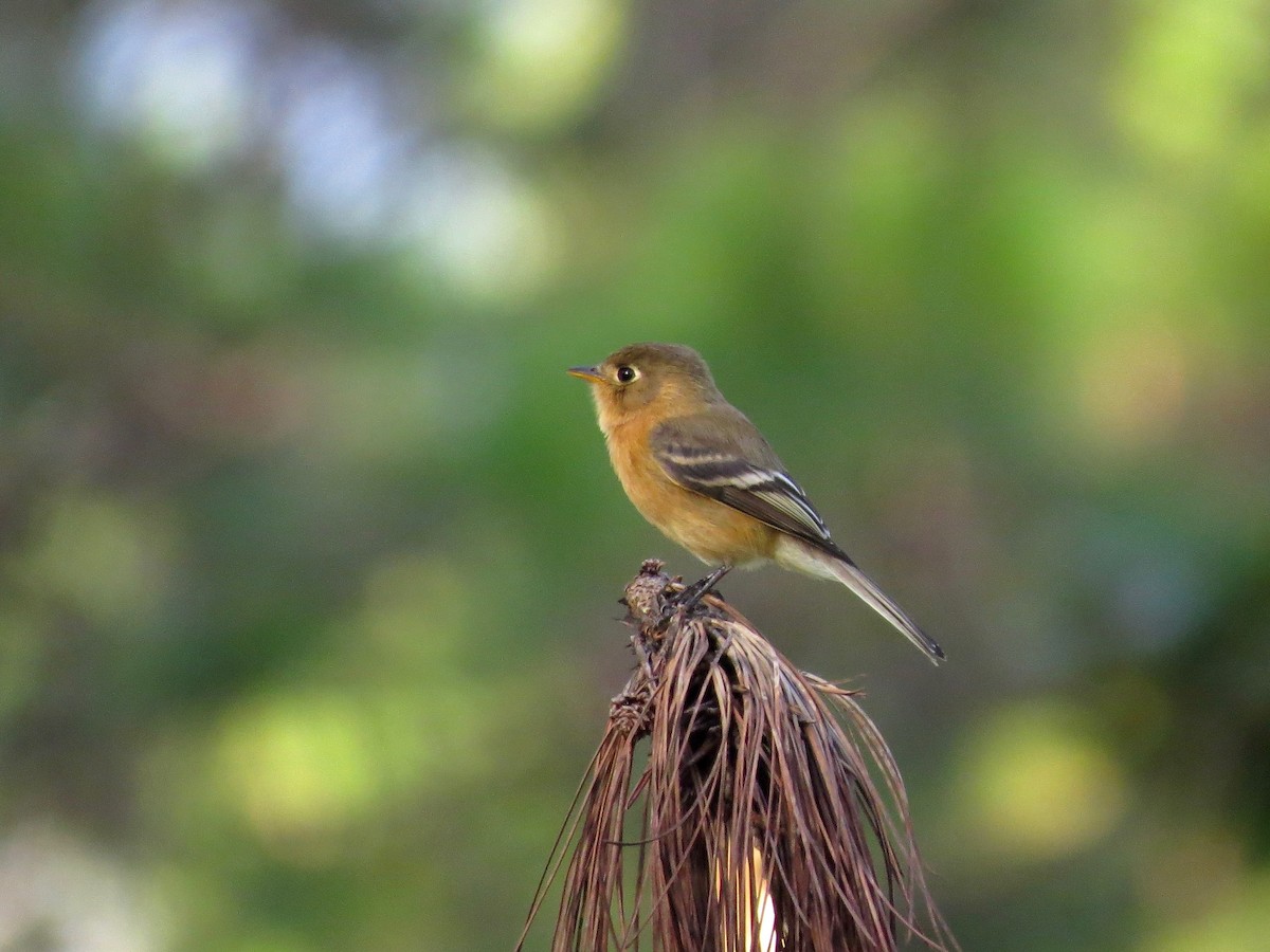 Buff-breasted Flycatcher - ML21586741