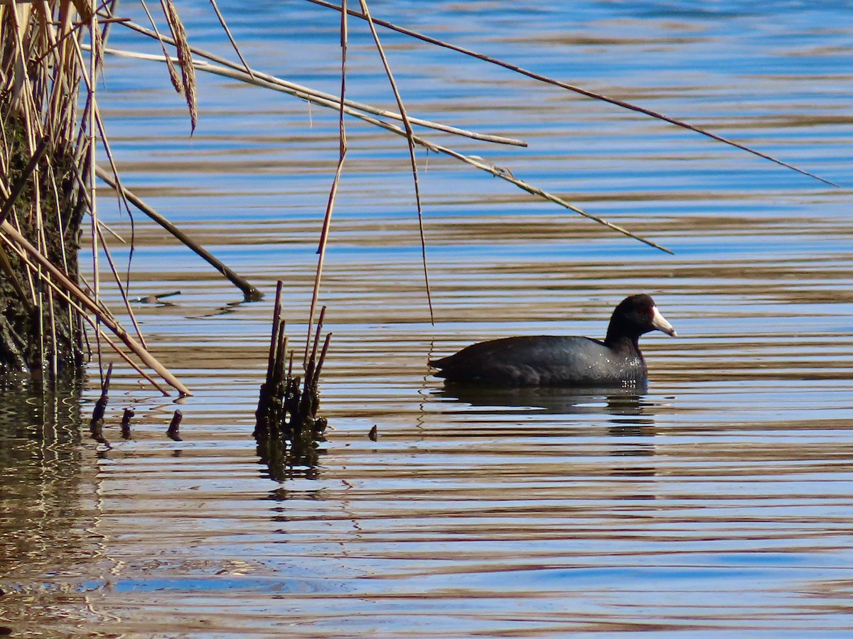 American Coot - ML215867901