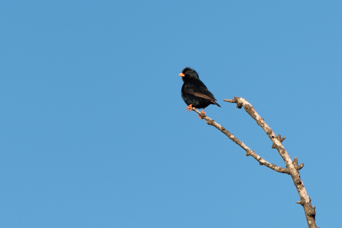 Viuda Senegalesa - ML215873451