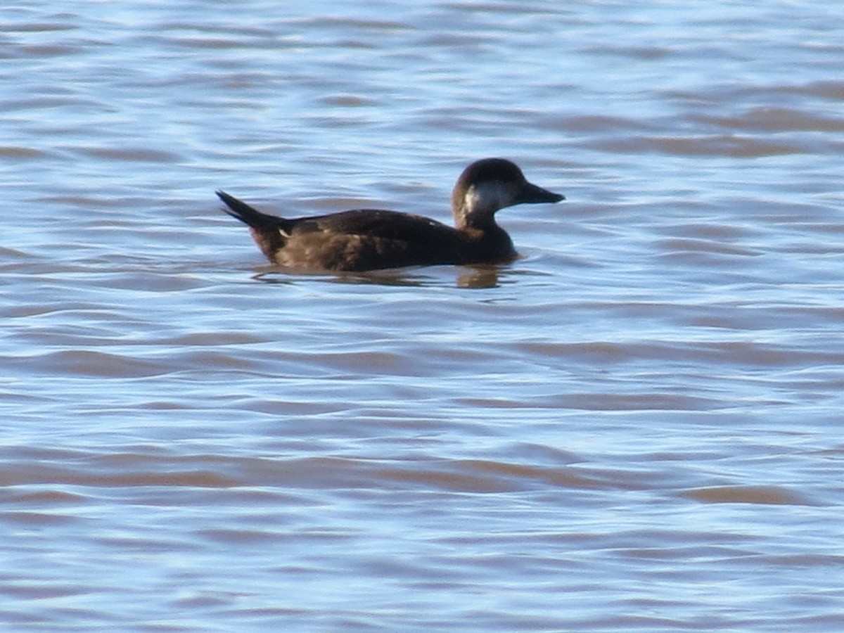 Black Scoter - ML21587431