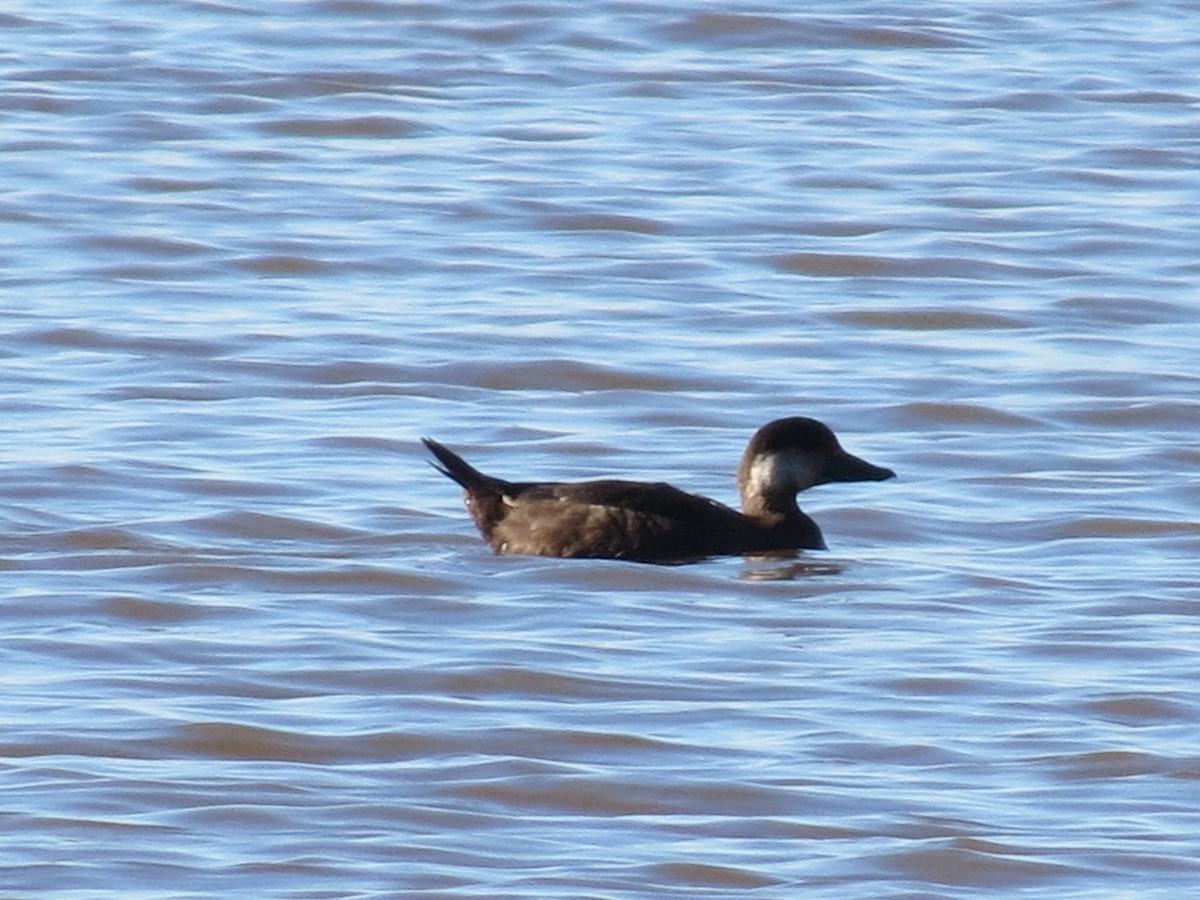 Black Scoter - ML21587441