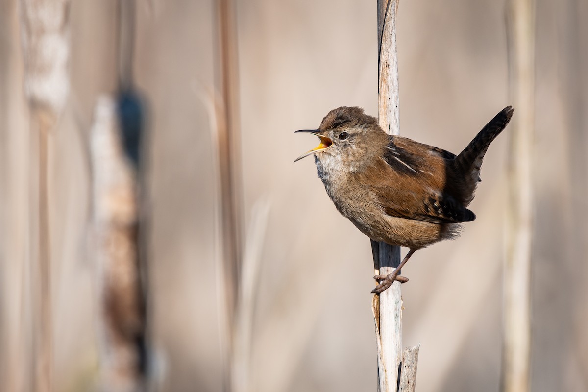 Marsh Wren - ML215875761