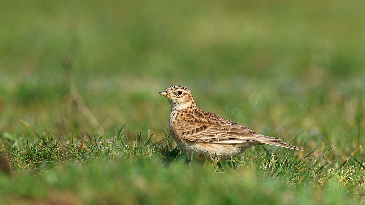 Eurasian Skylark - babur hakarar