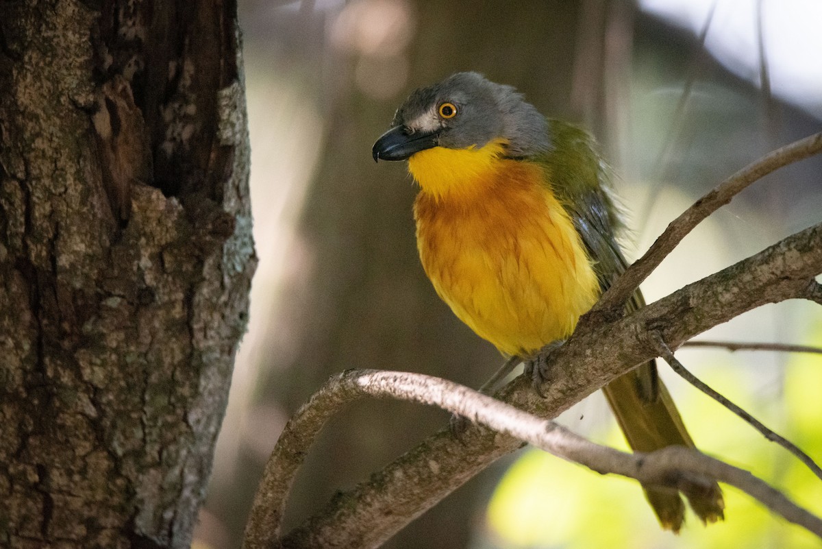 Gray-headed Bushshrike - ML215877791