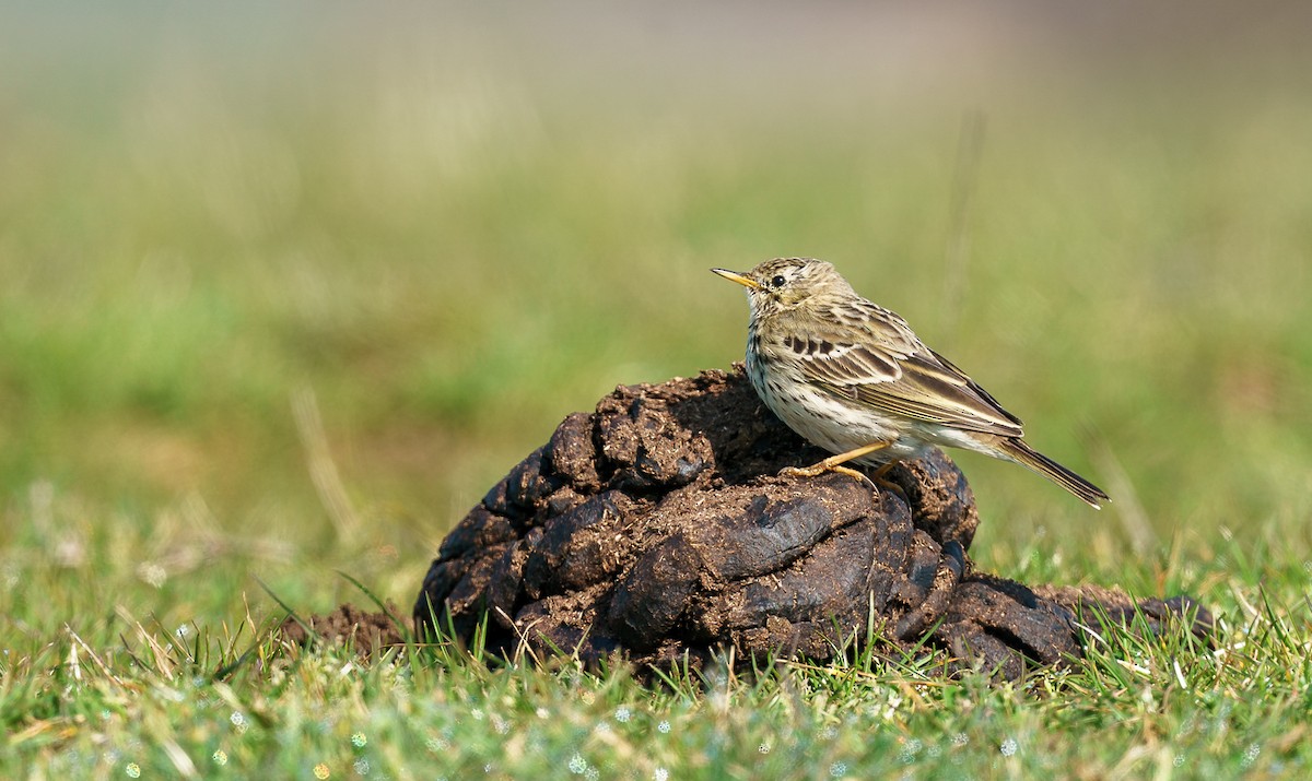 Meadow Pipit - babur hakarar