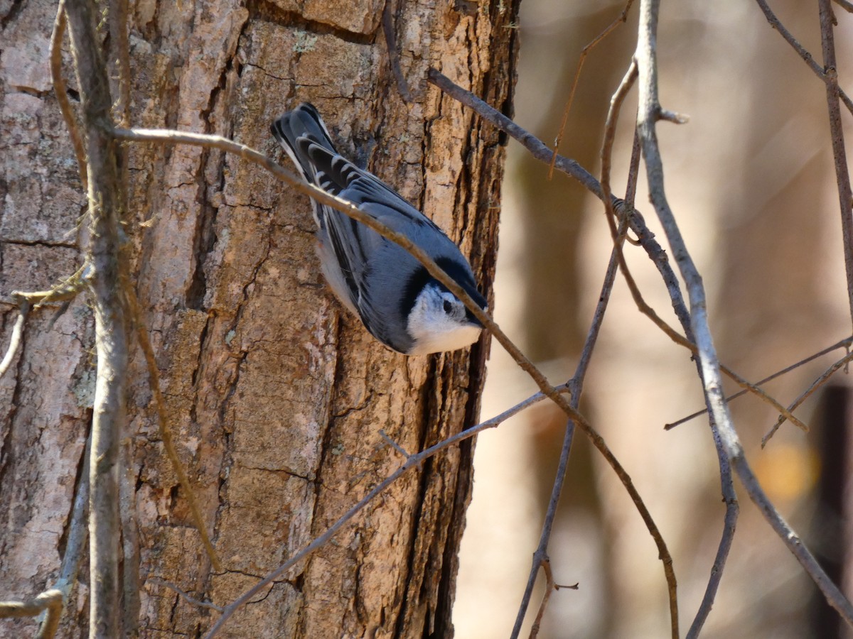 White-breasted Nuthatch - ML215878411