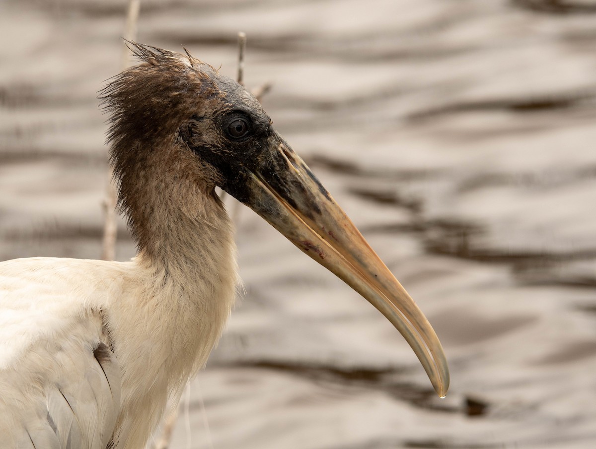 Wood Stork - ML215878611