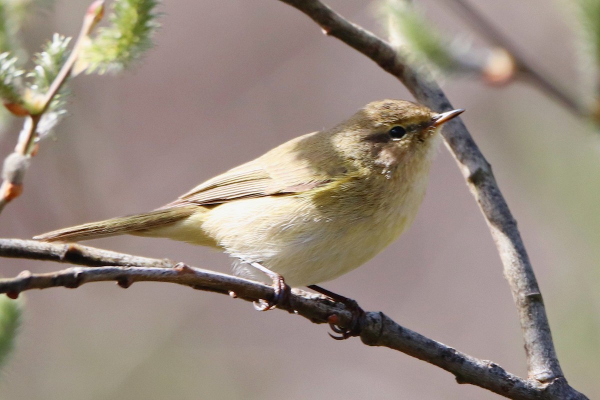 Common Chiffchaff - Ana María Meseguer Martínez