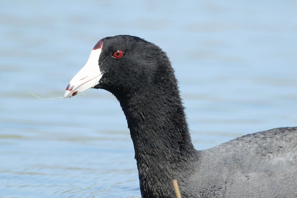 American Coot - ML215880241