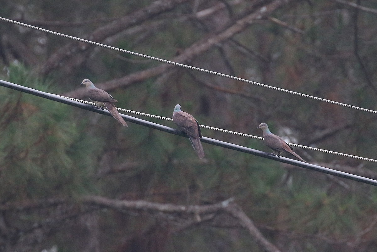 Barred Cuckoo-Dove - ML215880301