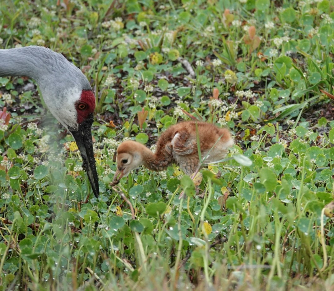 Sandhill Crane - ML215880431