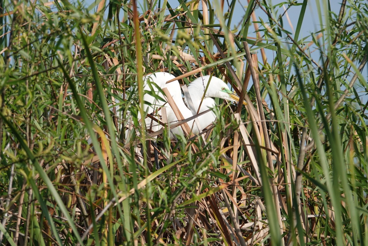 Great Egret - ML215881311