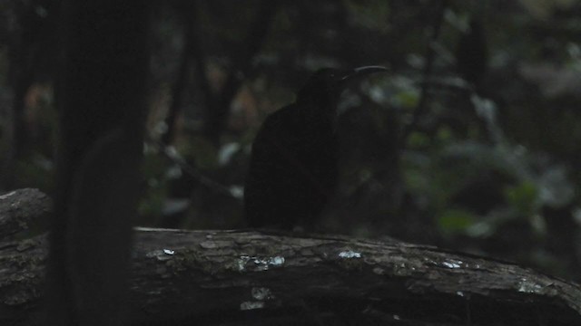 Magnificent Riflebird - ML215881891