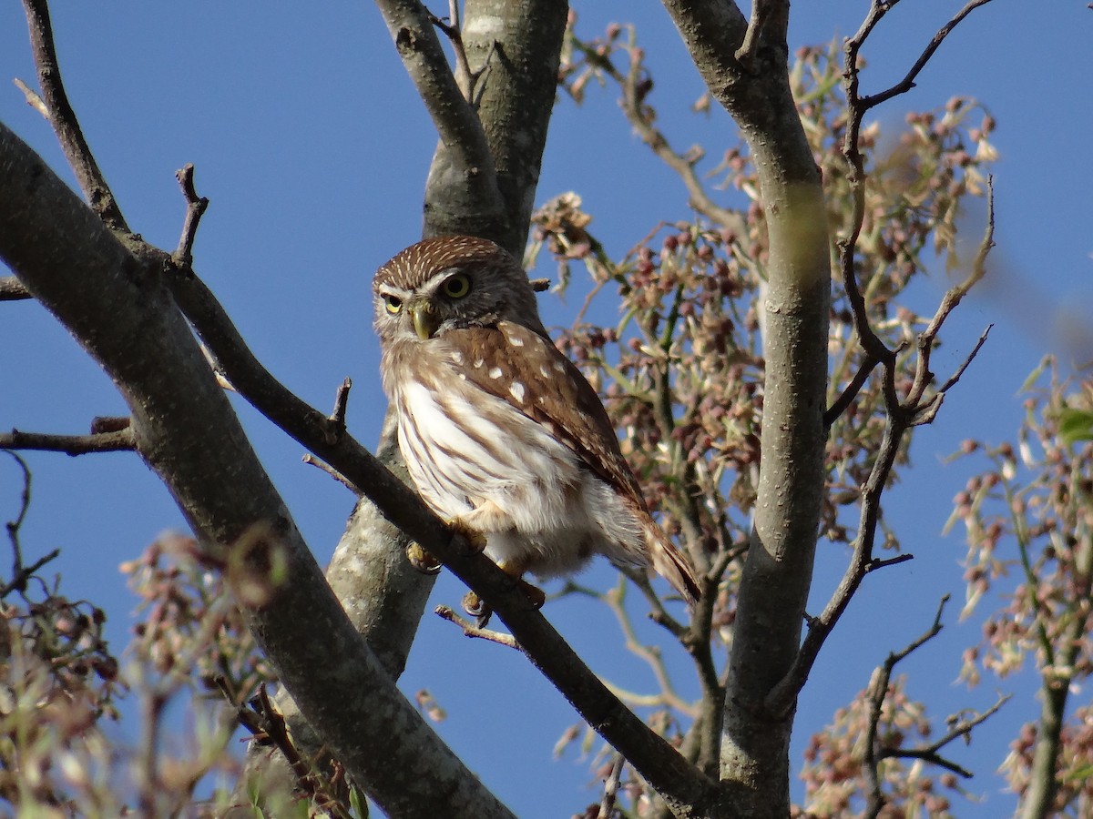 Ferruginous Pygmy-Owl (Ferruginous) - ML215882391