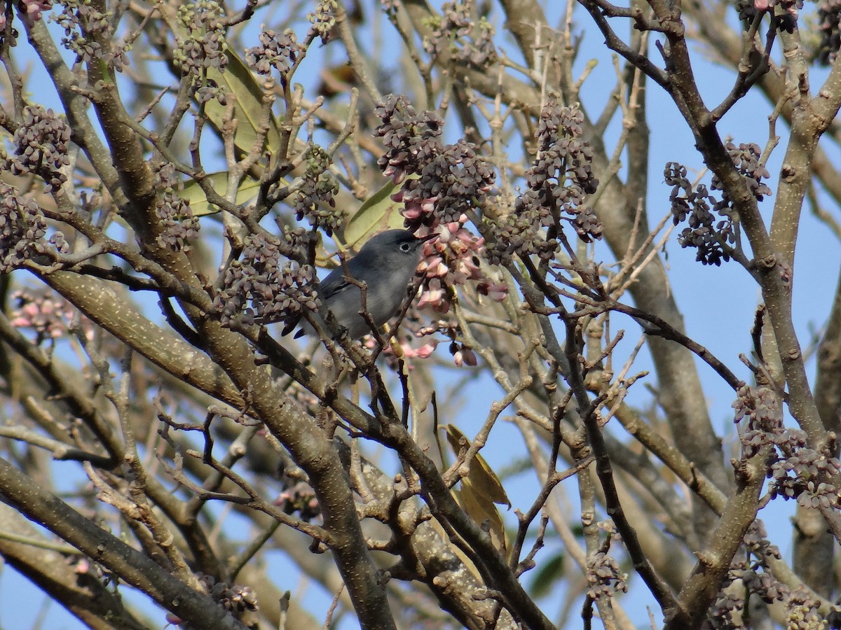 Blue-gray Gnatcatcher (obscura Group) - ML215882531
