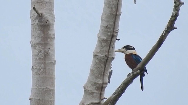 Rufous-bellied Kookaburra - ML215883801