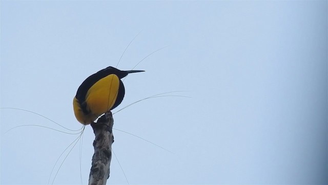 Twelve-wired Bird-of-Paradise - ML215885581