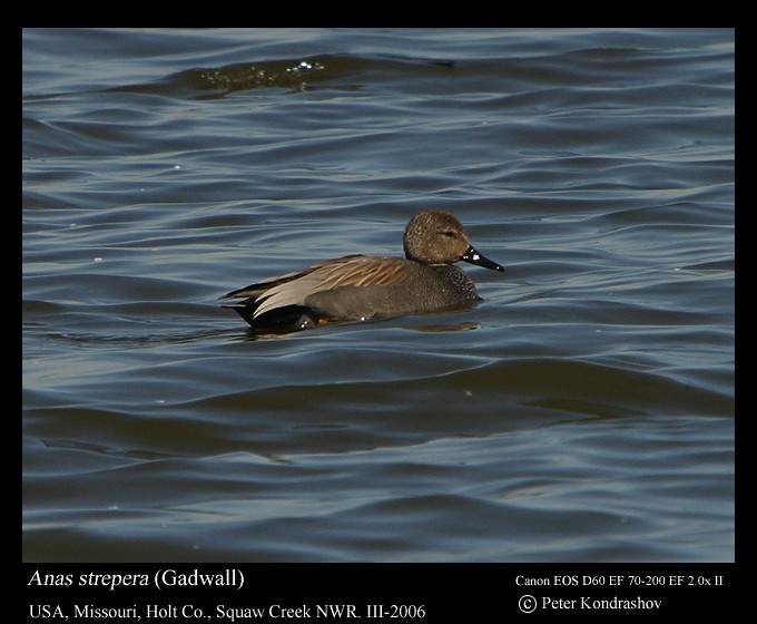 Gadwall - ML215886261