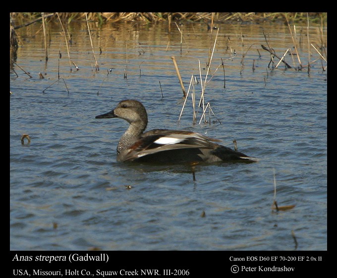 Gadwall - ML215886281