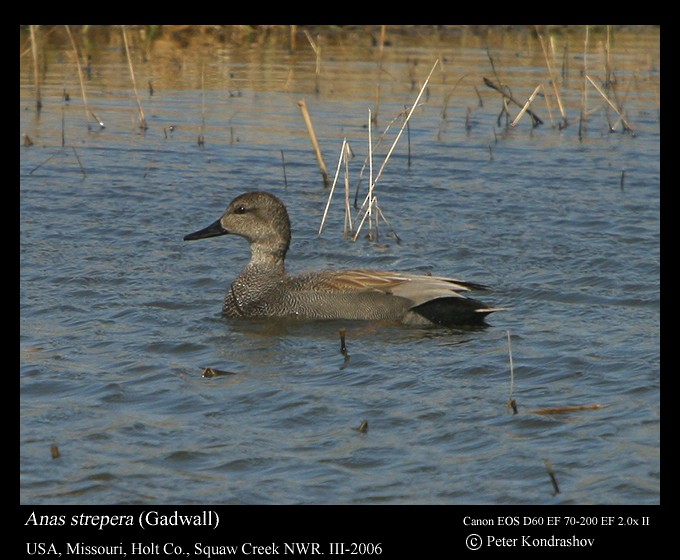 Gadwall - ML215886291