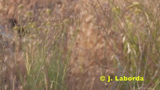 Певчая славка - ML215888381