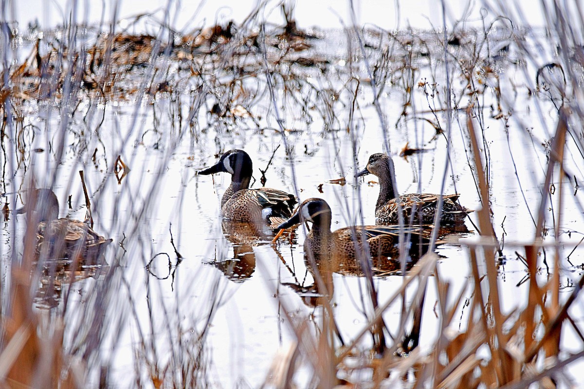 Blue-winged Teal - ML215889411